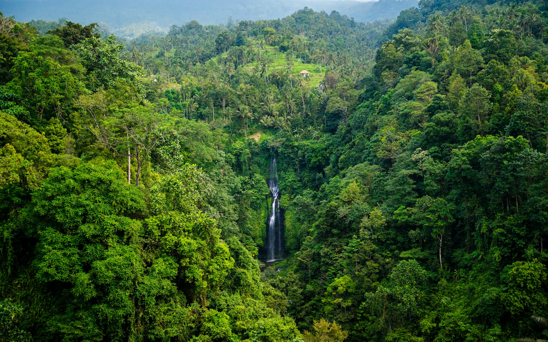 Tropical forest landscape after rainfall
